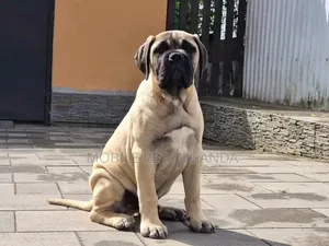 1-3 months Female Purebred Boerboel