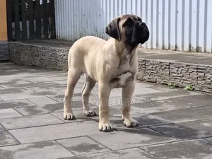 1-3 months Male Purebred Boerboel