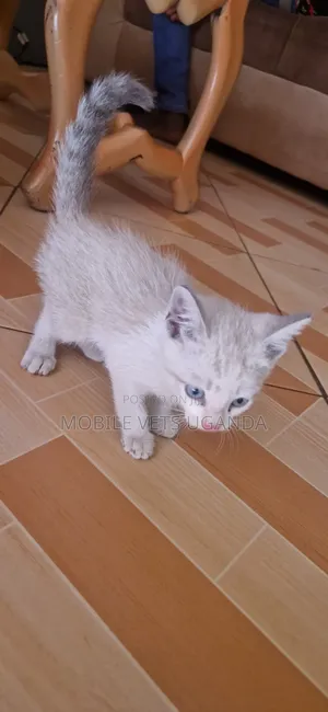 0-1 month Male Purebred Ragdoll