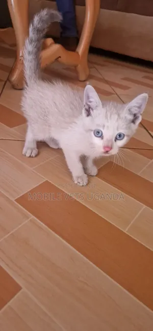 1-3 months Female Purebred Bombay