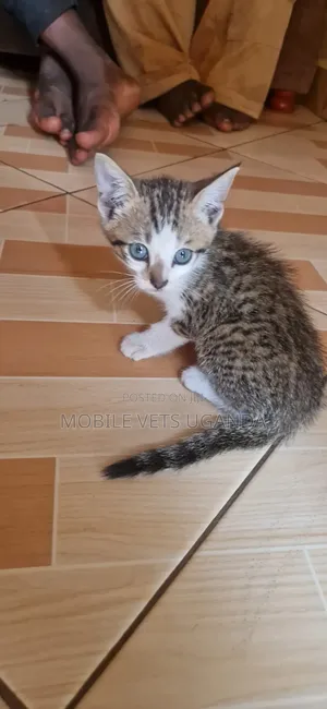 1-3 months Male Purebred American Bobtail