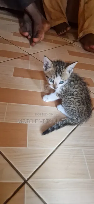 1-3 months Female Purebred Korat