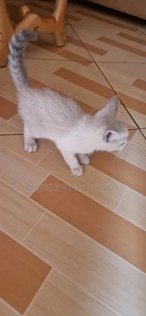 1-3 months Female Purebred Himalayan