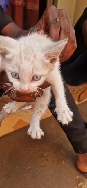 0-1 month Male Purebred Havana Brown