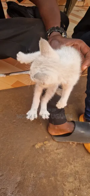 1-3 months Male Purebred Oriental