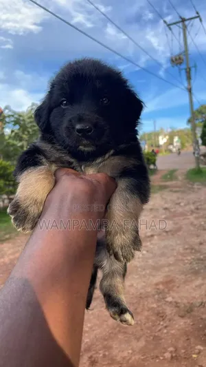 1-3 months Male Purebred German Shepherd