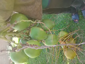 Coconut on Sale, Season to Season From 50 to 250 Per Week.
