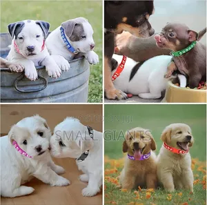 12 Pack Puppy Collars for Litter,