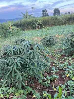 1 Acre for Sell in Mbarara City