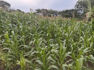 Half Acre of Land on Market