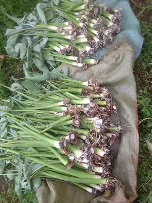 Yam Stems Seedlings
