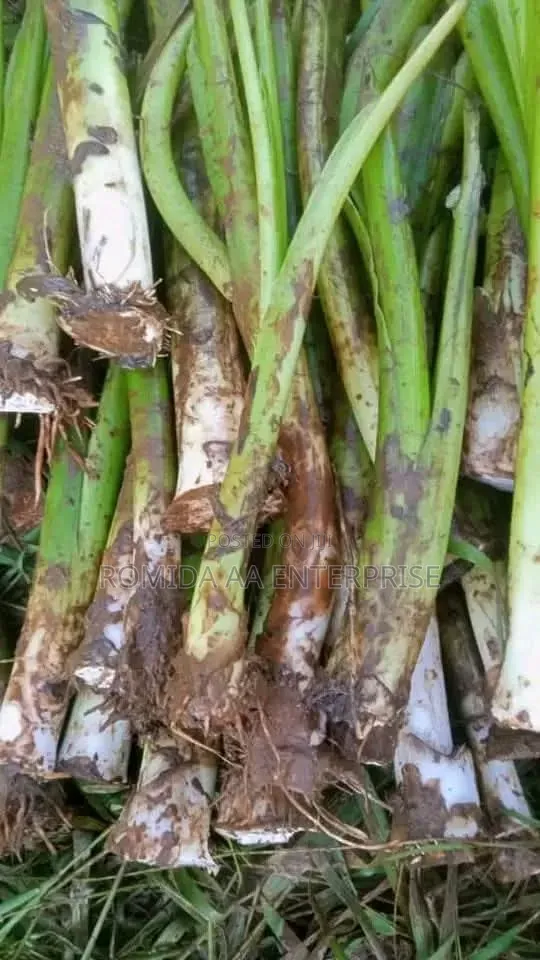 Yam Stems Seedlings