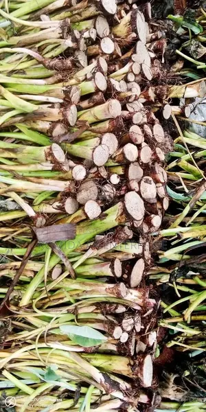 Yam Stems Seedlings