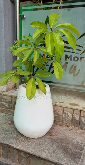 Concrete Planter