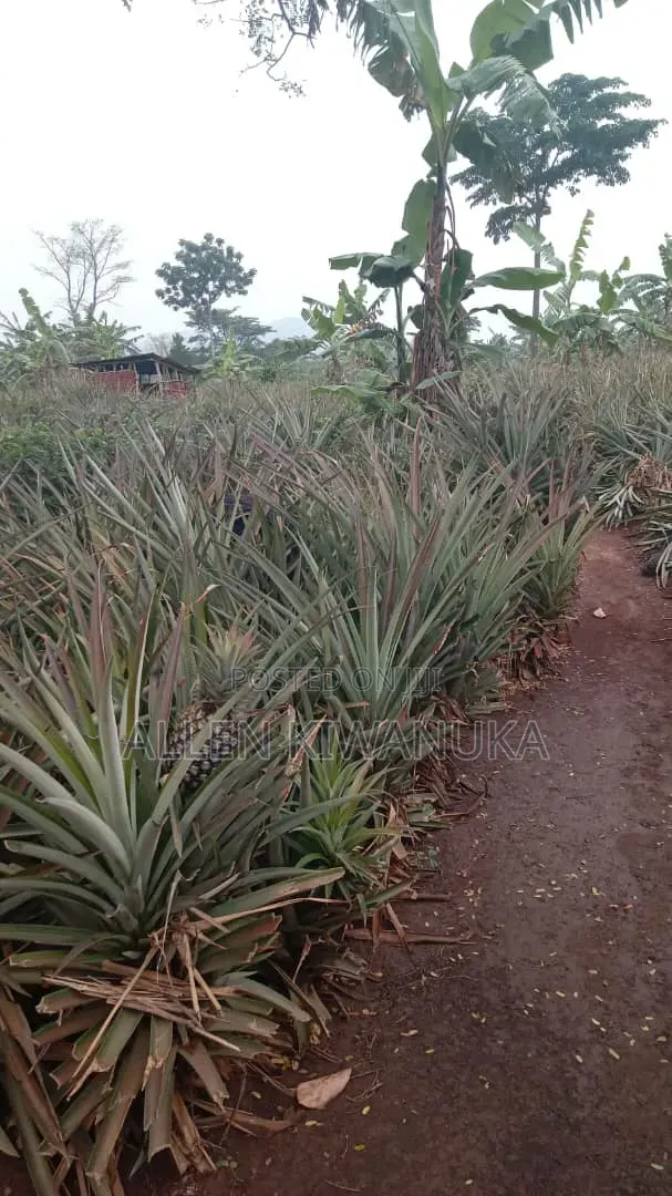 Pineapple Express on Large Scale