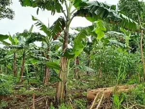 4 Plots for Sale in Matuuga Kalasa at 5m Per Plot