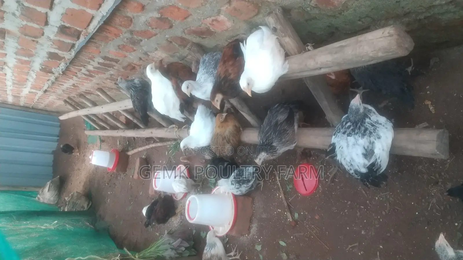Gemk Poultry Farm
