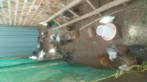 Gemk Poultry Farm