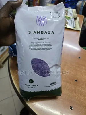 Siambaza Panicum Maximum Pasture Seeds 2kg
