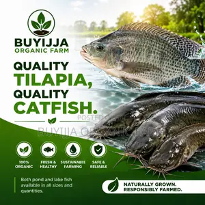 Fresh Tilapia Catfish For Sale In Uganda | Buyijja Organic Farm