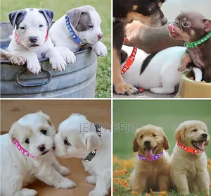 12 Pack Cat Collars