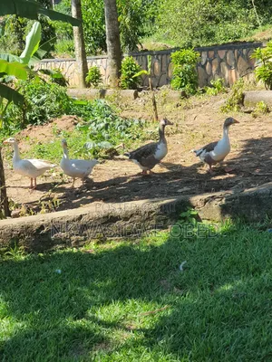 Aggressive Geese