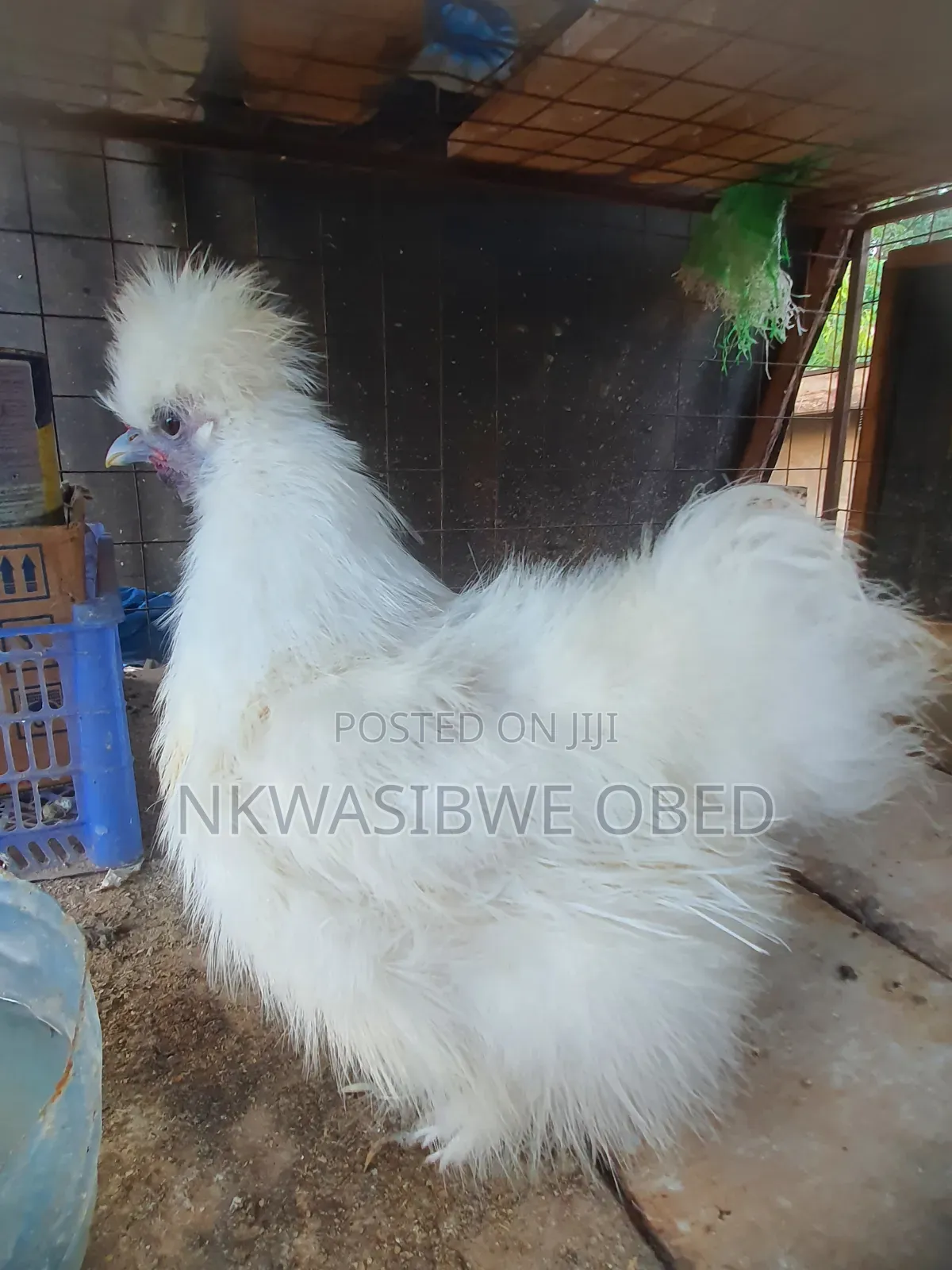 Silky Chicken