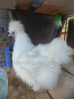 Silky Chicken