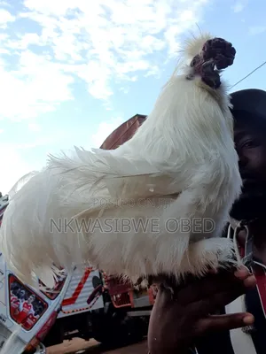 Silky Chicken