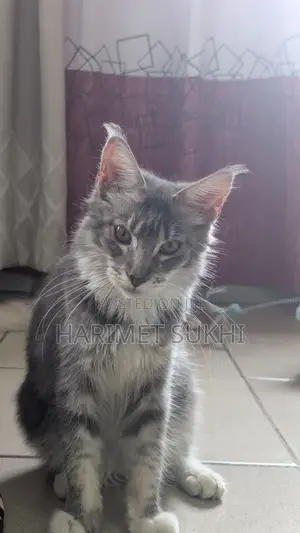 1-3 months Female Purebred Maine Coon