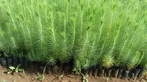 Pine Seedlings