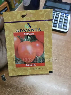 Raja F1 Hybrid Tomato 5000 Seeds