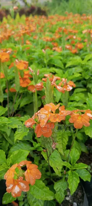 Crossandra: Blooms That Wow.