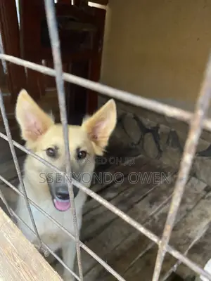 6-12 months Female Mixed Breed German Shepherd