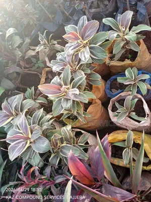 Garden Plants