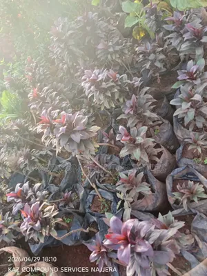 Garden Plants