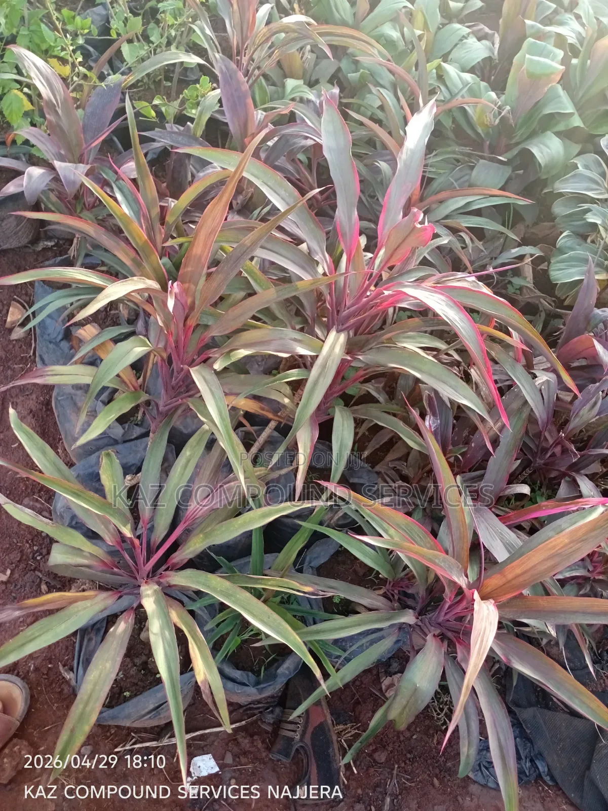 Garden Plants
