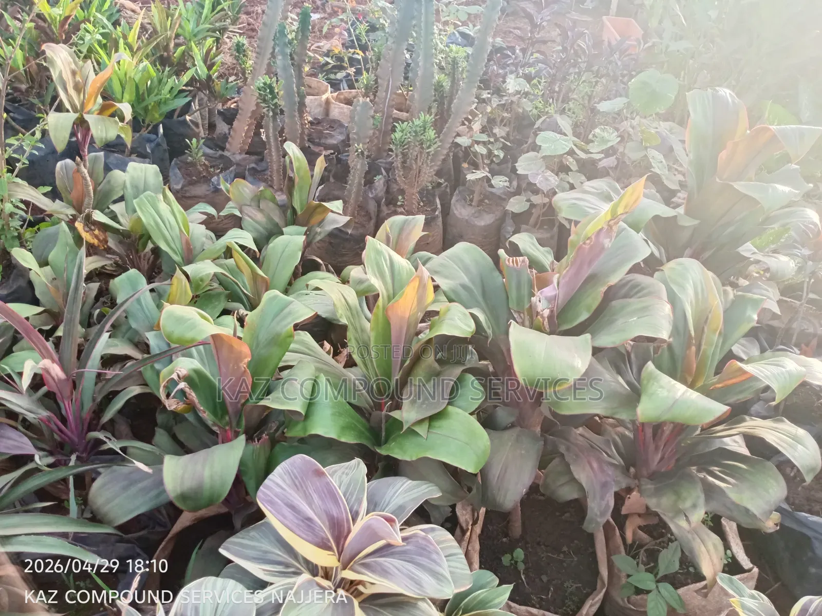 Garden Plants