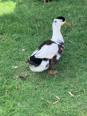 Black and White Magpies