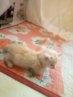 1-3 months Female Purebred Savannah