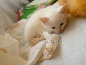 3-6 months Female Purebred American Shorthair
