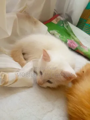 1-3 months Female Purebred Norwegian Forest