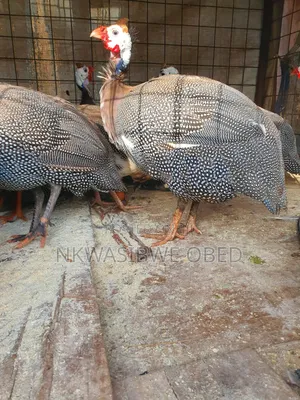 Dotted Guinea Fowl