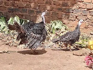 Healthy Fully Grown Black Turkeys for Sale