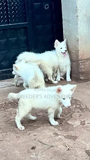 1-3 months Male Purebred White Shepherd