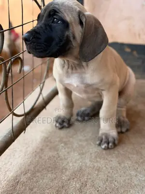 1-3 months Male Purebred Boerboel