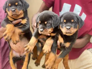 1-3 months Male Purebred Rottweiler