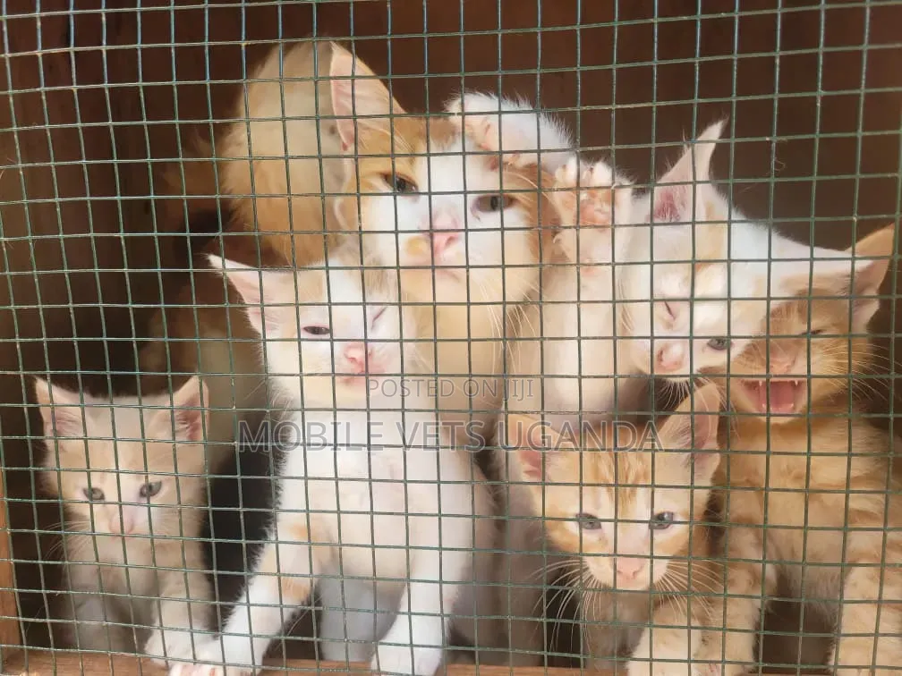 0-1 month Female Purebred Nebelung