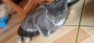 3-6 months Male Purebred Balinese