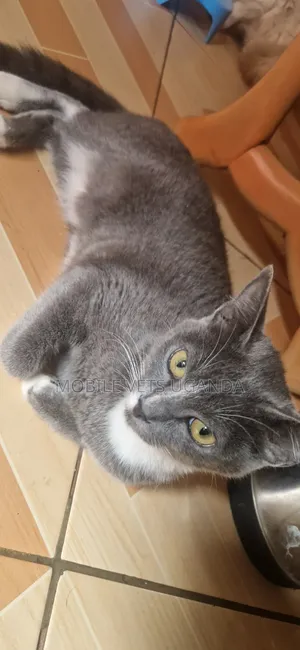 3-6 months Female Purebred Tabby